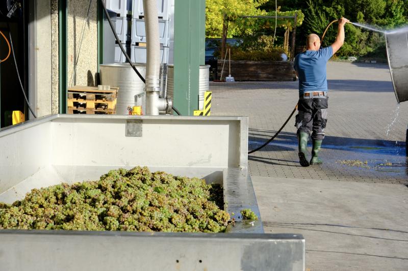 Ein Weingutsarbeiter säubert die Edelstahbottiche. Im Vordergrund sind Trauben in einer Presse zu sehen.