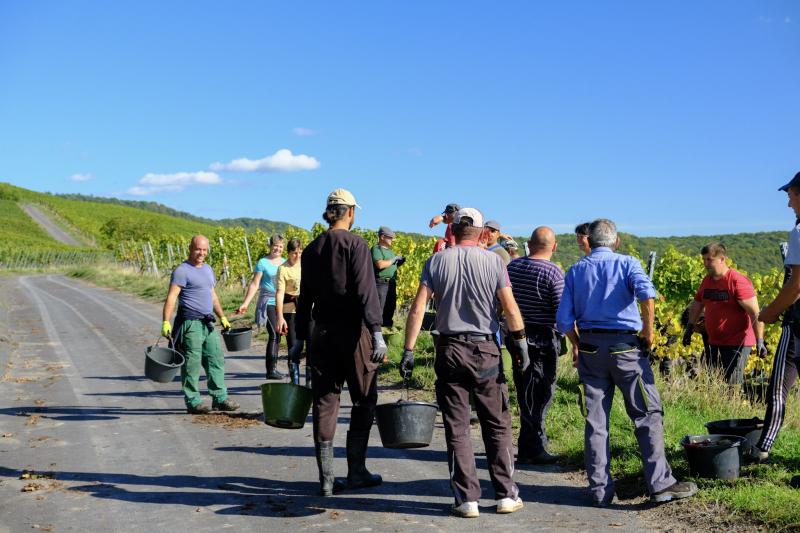 Mehrere Erntehelfer versammeln sich im Weinberg während der Weinlese.