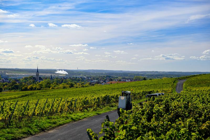 Ein Traktor fährt während der Weinlese durch die Weinberge, um Trauben abzuladen.