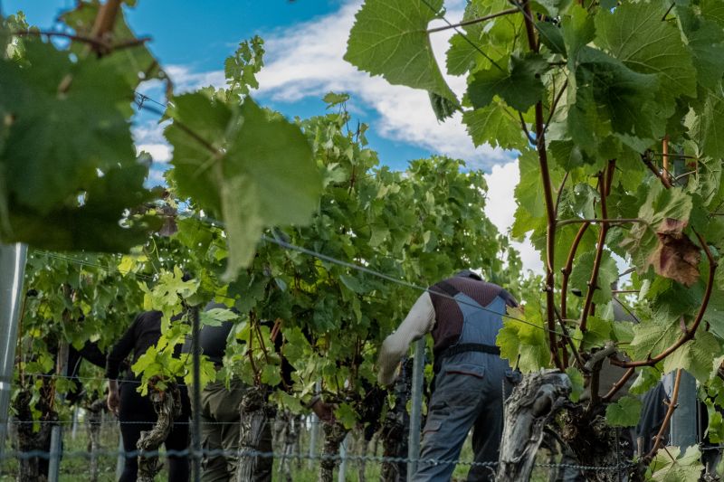 Ein Lesehelfer steht im Weinberg und schneidet Trauben.