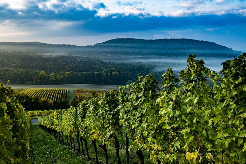 Der Iphöfer Kronsberg leuchtet in der Morgensonne. Im Hintergrund ziehen Nebelschwaden auf.