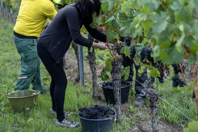 Zwei Erntehelfer stehen im Weinberg und ernten Trauben.