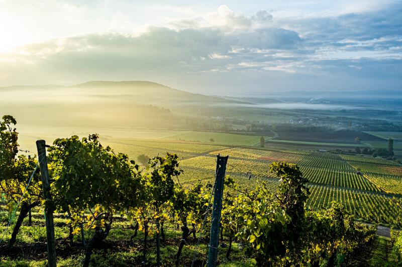 Die Weinberge in der Lage Iphöfer Kalb erstrahlen im Morgenlicht.