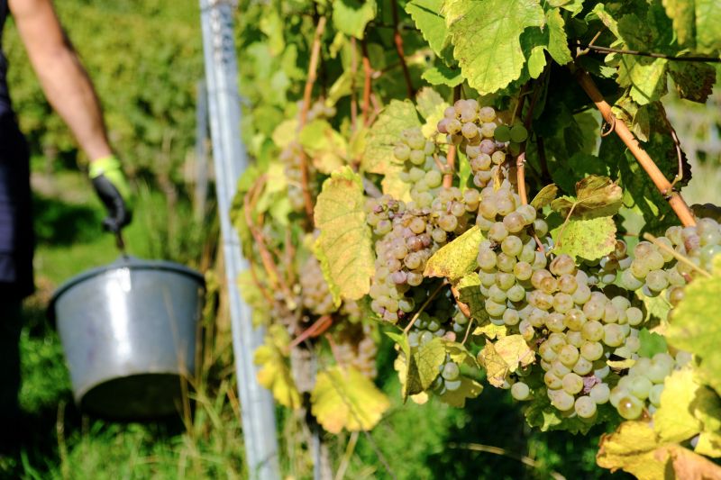 Dichte, reife Trauben hängen am Rebstock. Am Bildrand läuft ein Erntehelfer mit dem Eimer den Berg hoch.