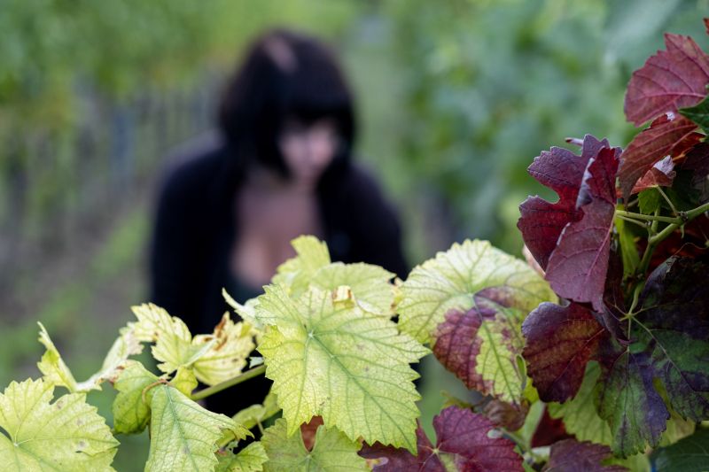 Eine Erntehelferin erntet während der Weinlese Trauben.