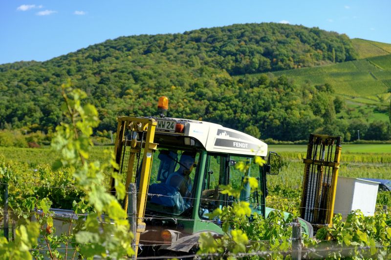 Ein Erntehelfer fährt in der Weinlese mit dem Traktor zwischen den Rebzeilen.